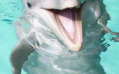 FACTS YOU LEARN ON DOLPHIN CRUISE MYRTLE BEACH