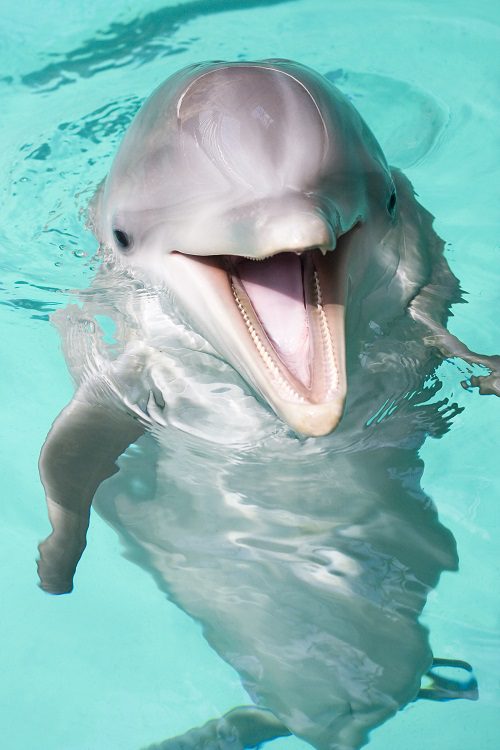 FACTS YOU LEARN ON DOLPHIN CRUISE MYRTLE BEACH