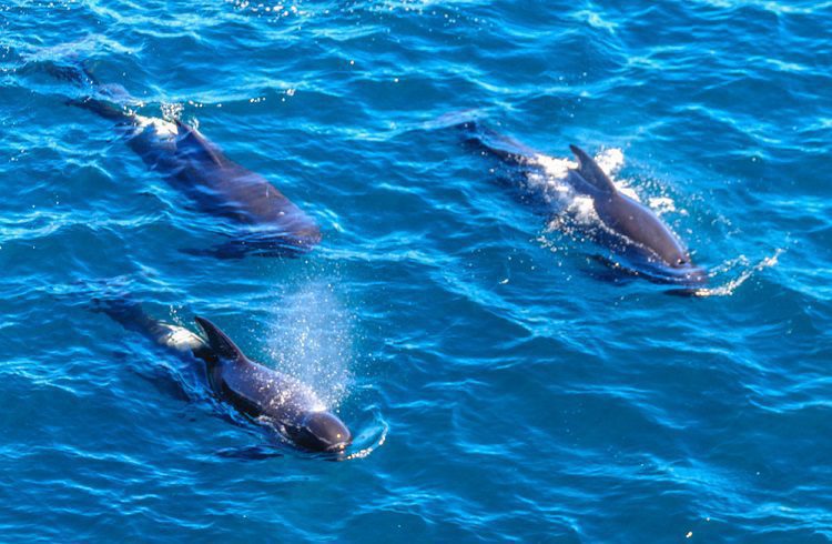 Plan A Dolphin Watch Cruise On Your Myrtle Beach Summer Vacation