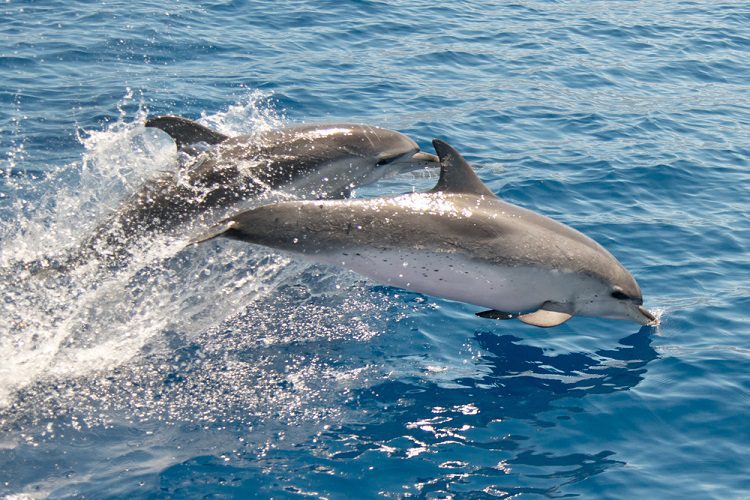 dolphin watch