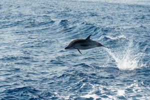 dolphin tours in Myrtle Beach SC