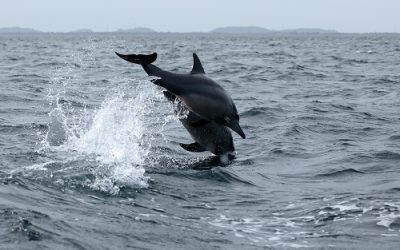 Enjoy Dolphin Watch And Other Marine Creatures At Myrtle Beach