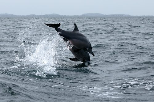 Enjoy Dolphin Watch And Other Marine Creatures At Myrtle Beach