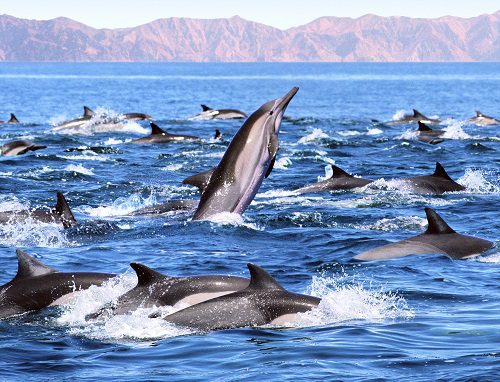 dolphin cruise