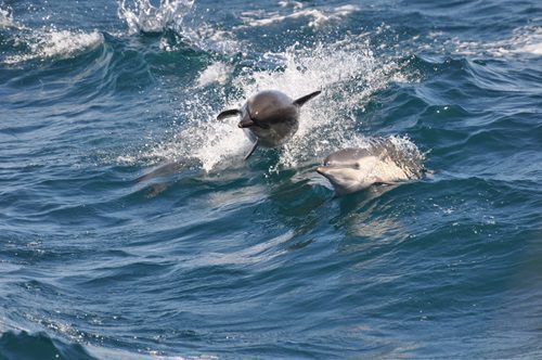 dolphin cruises