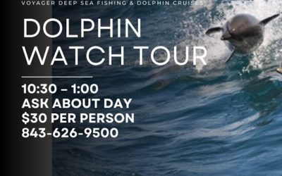 Discover the Magic of Dolphin Tours