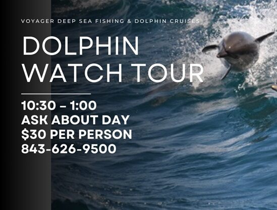 Discover the Magic of Dolphin Tours