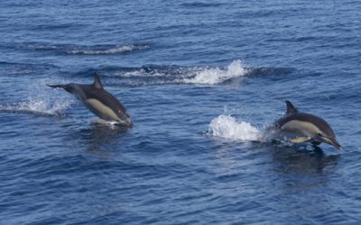Spectacular Journey of Spring Myrtle Beach Dolphin Migration