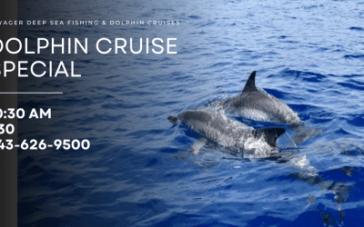 Discovering Dolphins in Myrtle Beach