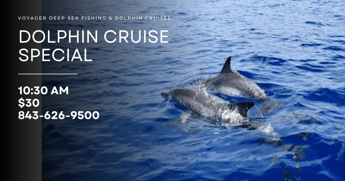 dolphin cruise
