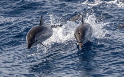Top Tips for an Unforgettable Dolphin Cruise Adventure