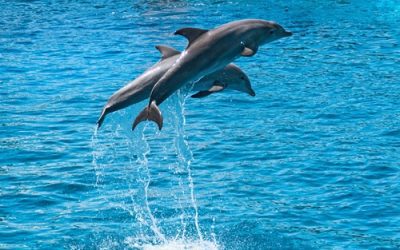 Reasons to Embark on a Dolphin Cruise This Summer