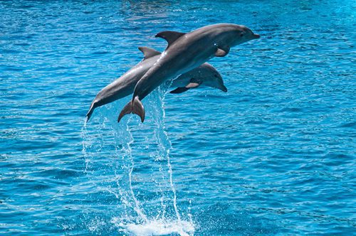 a dolphin jumping out of the water