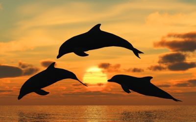 What to Expect on an Exciting Dolphin Watch Cruise