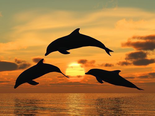 What to Expect on an Exciting Dolphin Watch Cruise