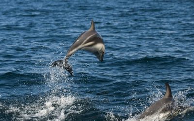 Dive into the Wonders of Dolphin Watching
