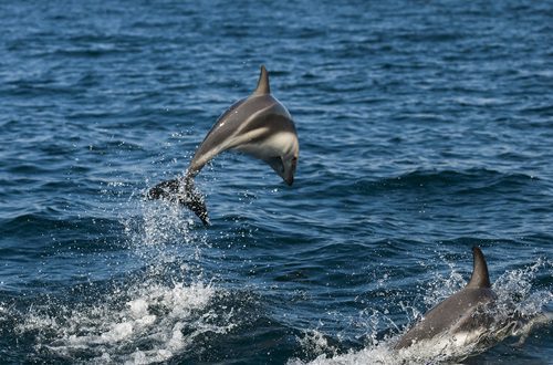 a dolphin jumping out of the water