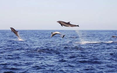 Essential Tips for a Memorable Dolphin Tour