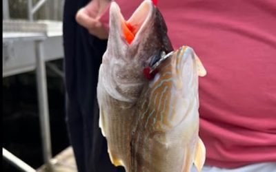 Your Ultimate Guide To Deep Sea Fishing