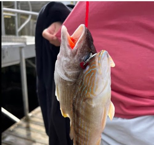 Your Ultimate Guide To Deep Sea Fishing