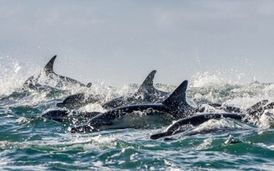 Reasons Why Dolphin Tours are a Must-Do Experience