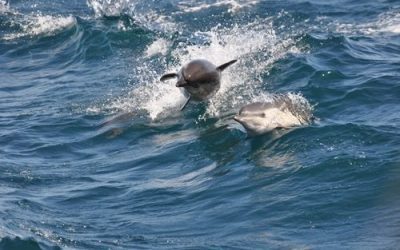 Why Take a Dolphin Cruise in December?