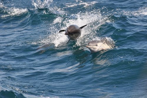 Why Take a Dolphin Cruise in December?