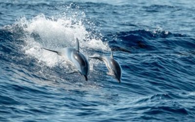 Discover the Joy of a Dolphin Cruise Adventure