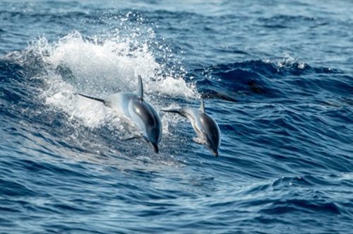 Fall Dolphin Cruise: Tips for an Unforgettable Adventure