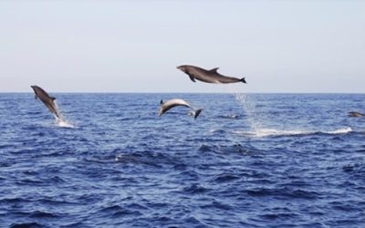 Discover the Fascinating World of Dolphins: A Guide to Dolphin Watching