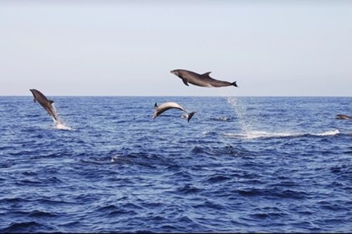 dolphin watching in Myrtle Beach SC