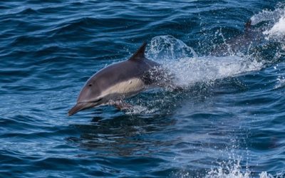 A Myrtle Beach Dolphin Cruise for Christmas