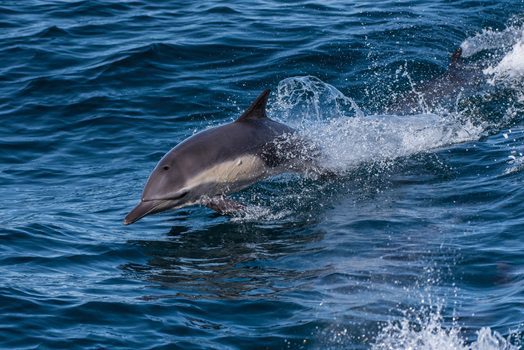 A Myrtle Beach Dolphin Cruise for Christmas