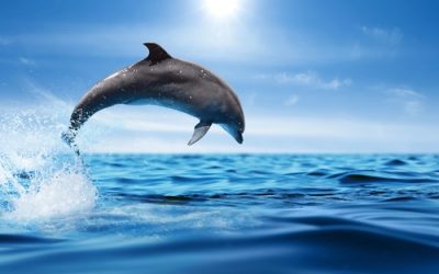 Why a Dolphin Cruise Should Be on Your Fall Itinerary