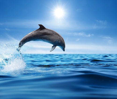 Why a Dolphin Cruise Should Be on Your Fall Itinerary