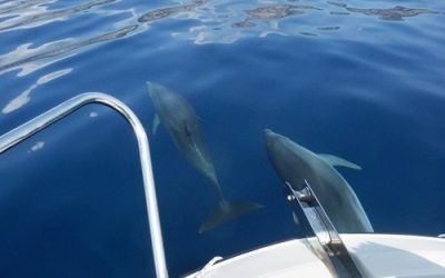 How to Make the Most of Your Dolphin Cruise Adventure