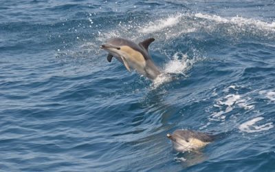 What to Bring on a Dolphin Trip for the Best Experience
