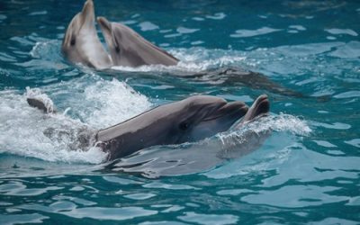 Tips for Choosing the Best Dolphin Watching Tour