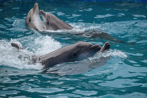 Dolphin watching tour in Myrtle Beach SC