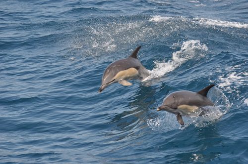 Why a Spring Dolphin Watch Tour Is the Ultimate Adventure