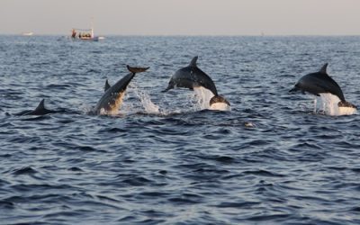 How to Prepare for Your Dolphin Cruise Adventure