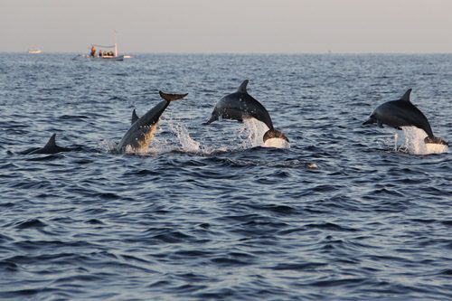Dolphin Watching in Myrtle Beach SC