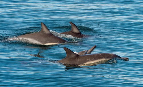 a dolphin swimming in a body of water