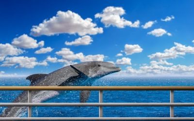 What to Expect on Your Dolphin Watching Tour: Tips for a Memorable Experience