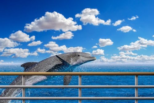 What to Expect on Your Dolphin Watching Tour: Tips for a Memorable Experience