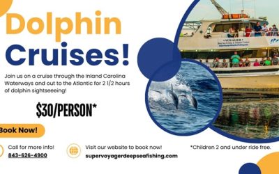 Dolphin Cruise: What to Pack, Expect, and Enjoy on the Big Day