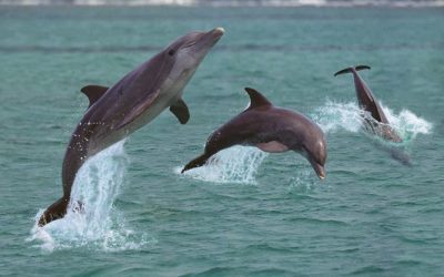 What a Dolphin Cruise Can Teach You About Marine Life