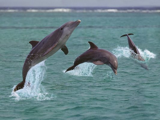 Dolphin cruise in Myrtle Beach SC