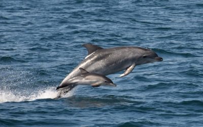 Why a Dolphin Tour Should Be Your Next Adventure