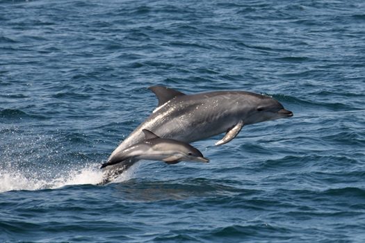 Why a Dolphin Tour Should Be Your Next Adventure